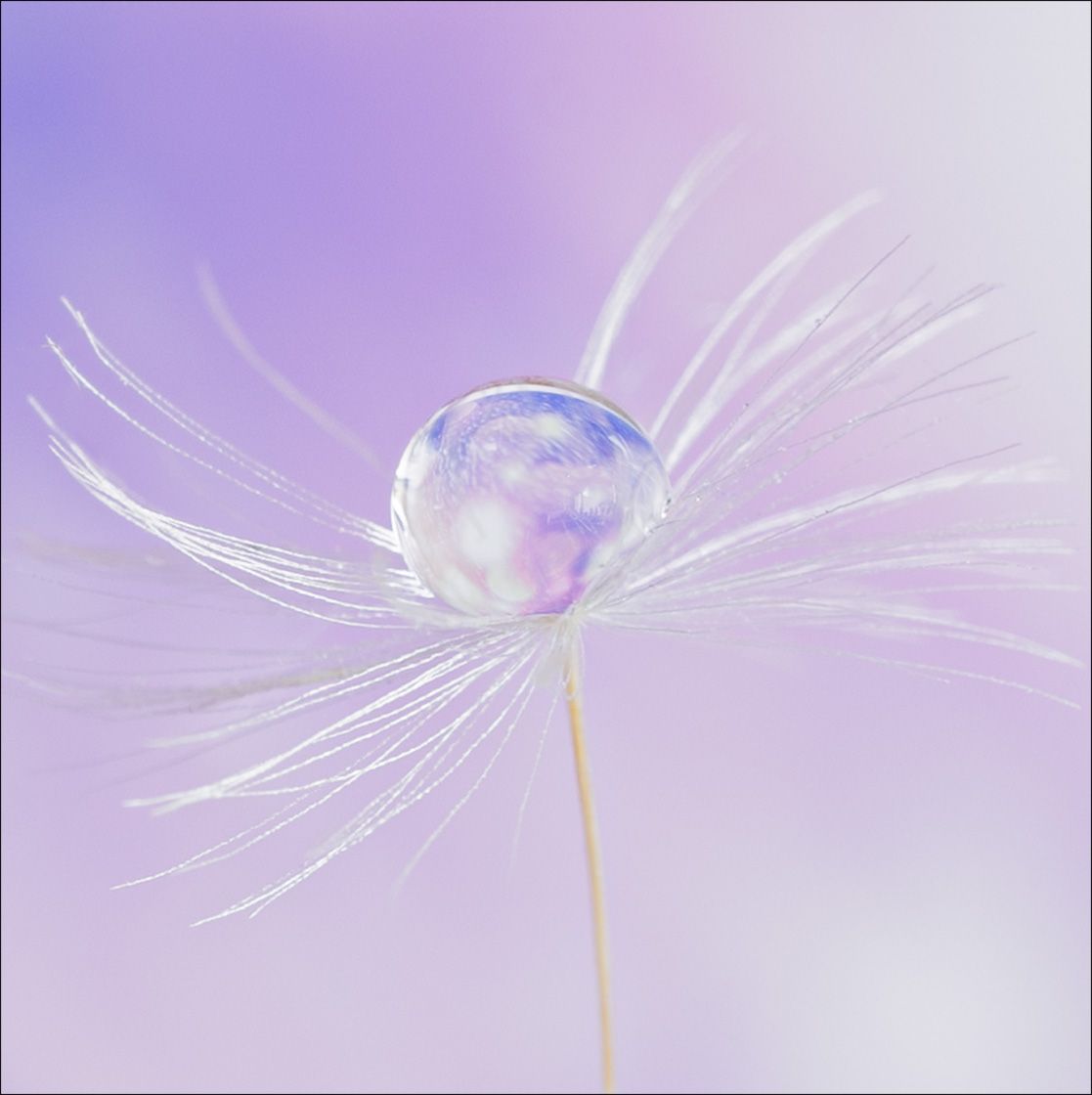 Textured Wooden Coaster With A Dandelion & Waterdrop