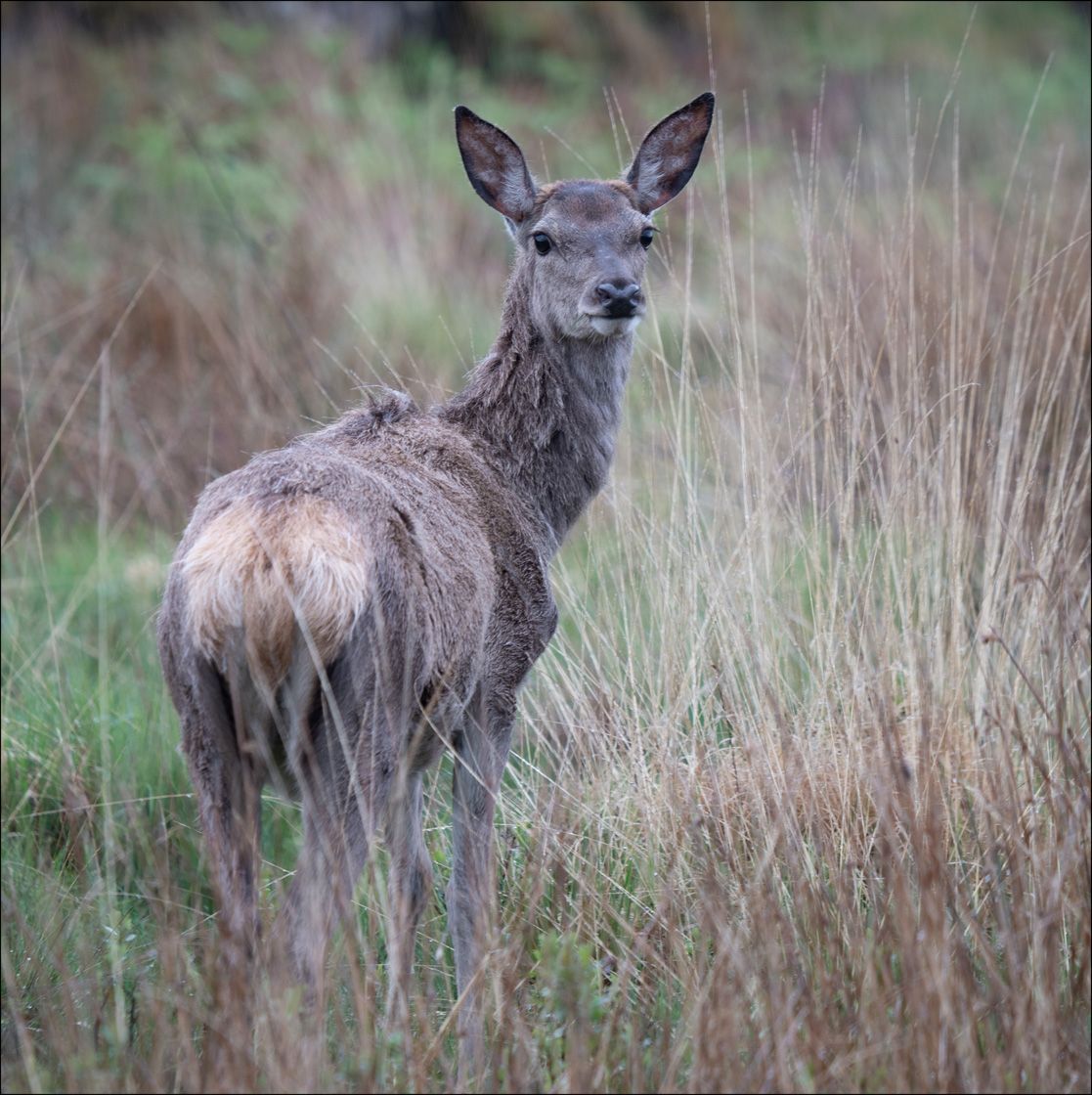 Textured Wooden Coaster With A Deer