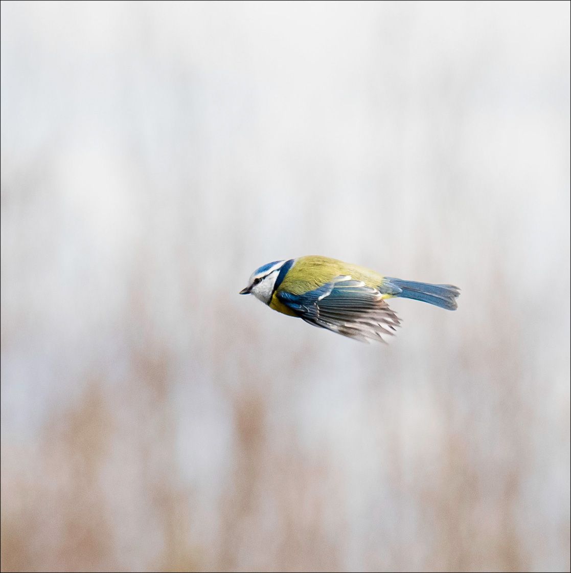 Textured Wooden Coaster With a Flying Blue Tit