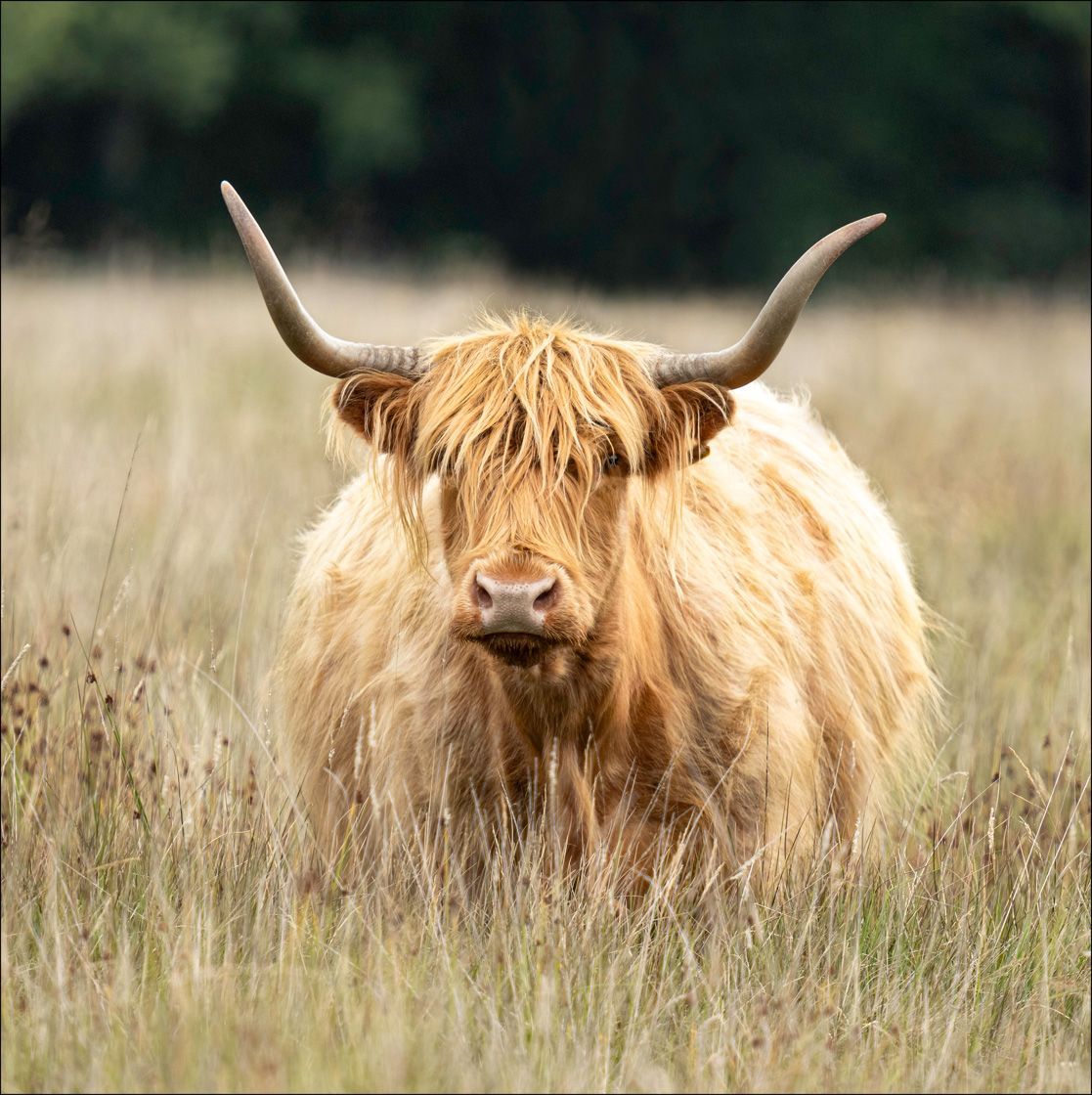 Textured Wooden Coaster With A Highland Cow