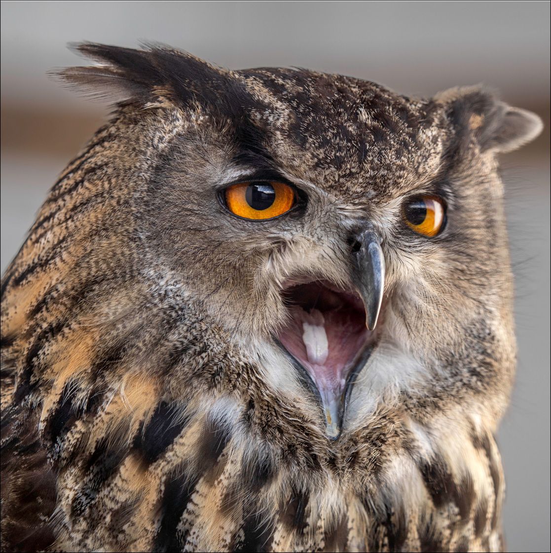 Textured Wooden Coaster With An Owl