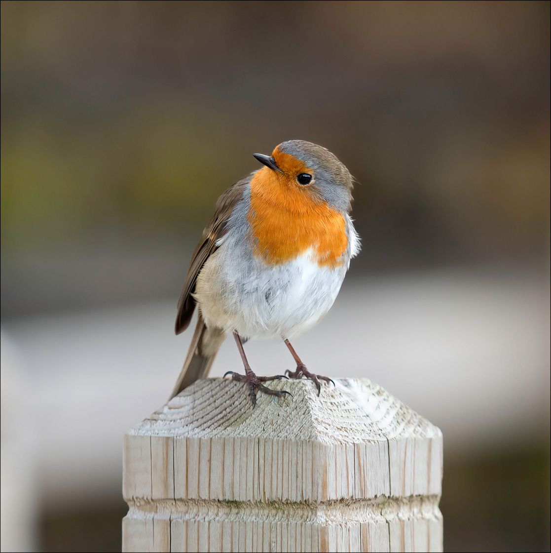 Textured Wooden Coaster With A Robin