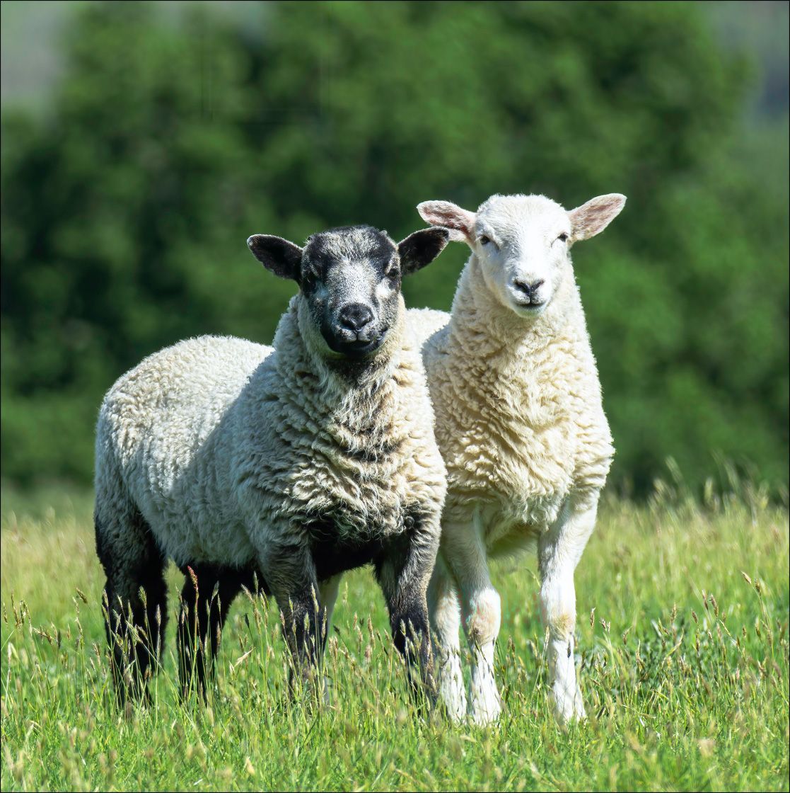 Textured Wooden Coaster With Sheep