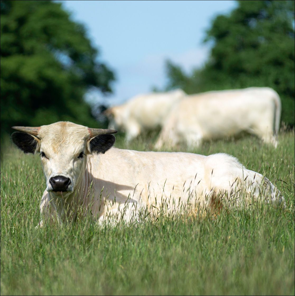 Textured Wooden Coaster With White Park Cattle