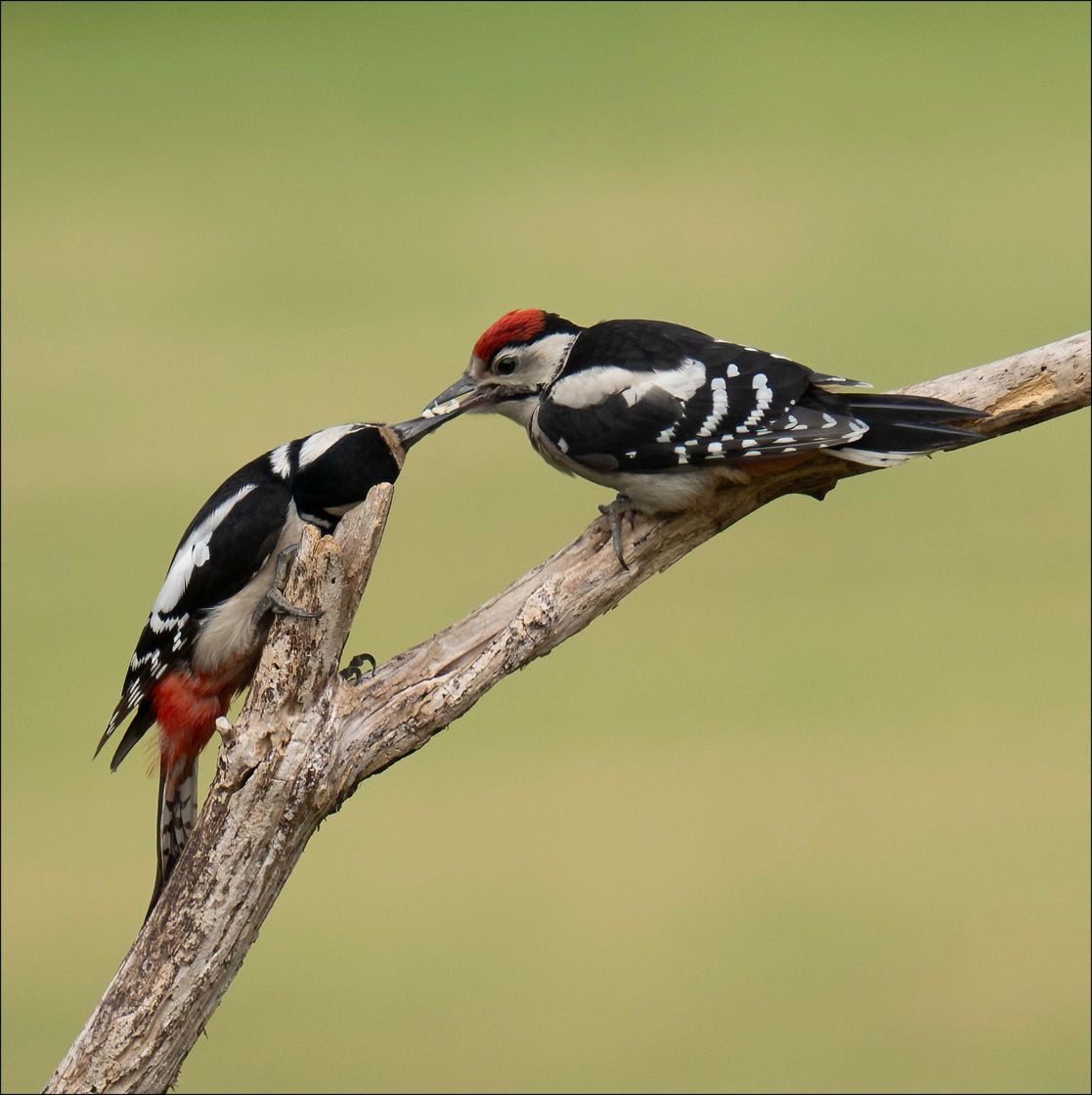 Textured Wooden Coaster With A Mother Woodpecker Feeding Her Baby