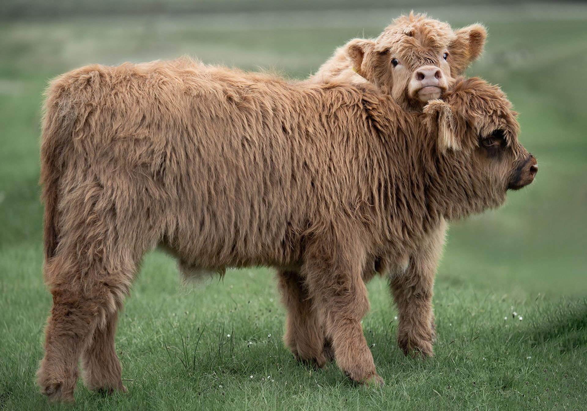 Two Highland Calves Jigsaw