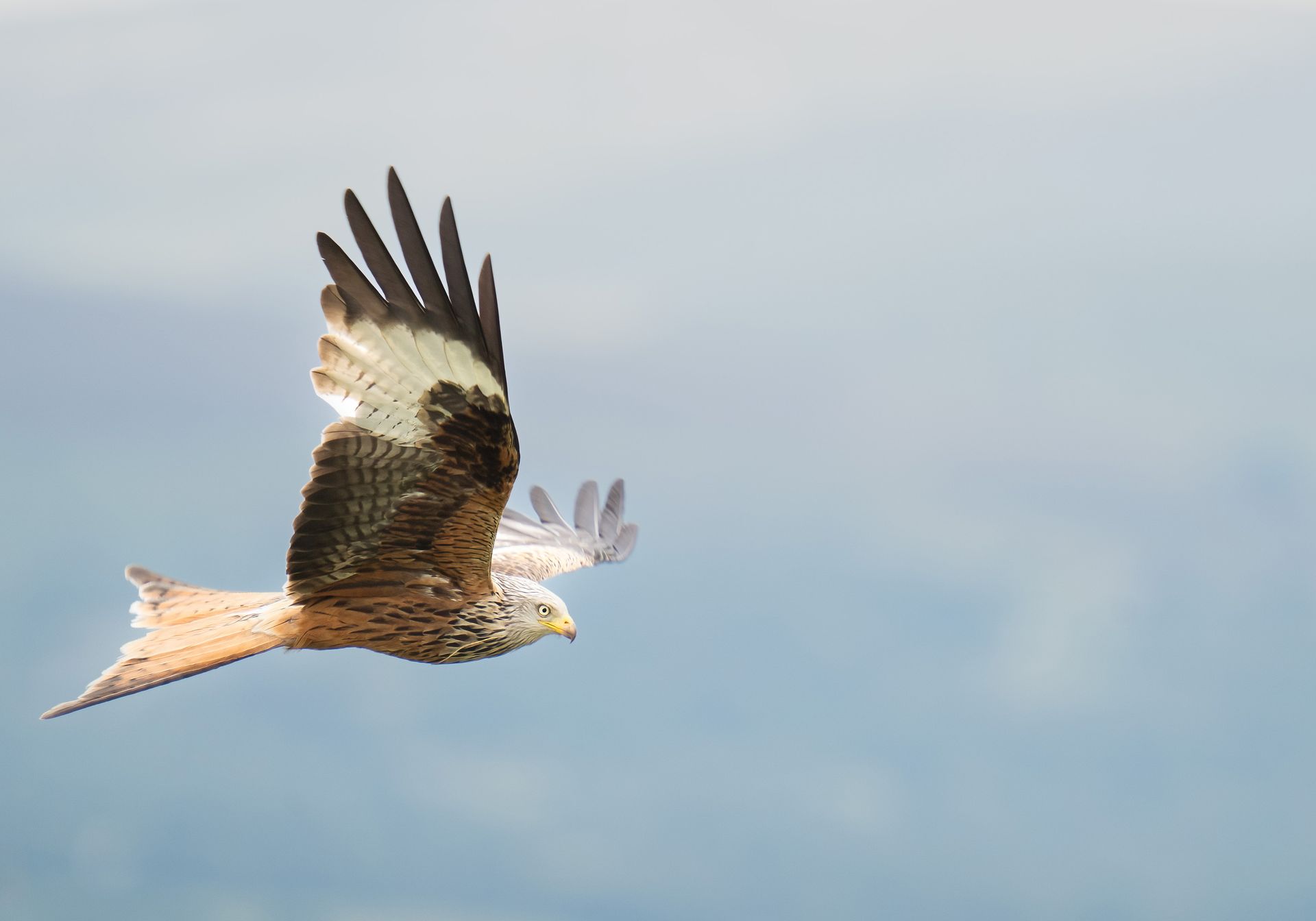 Red Kite Jigsaw