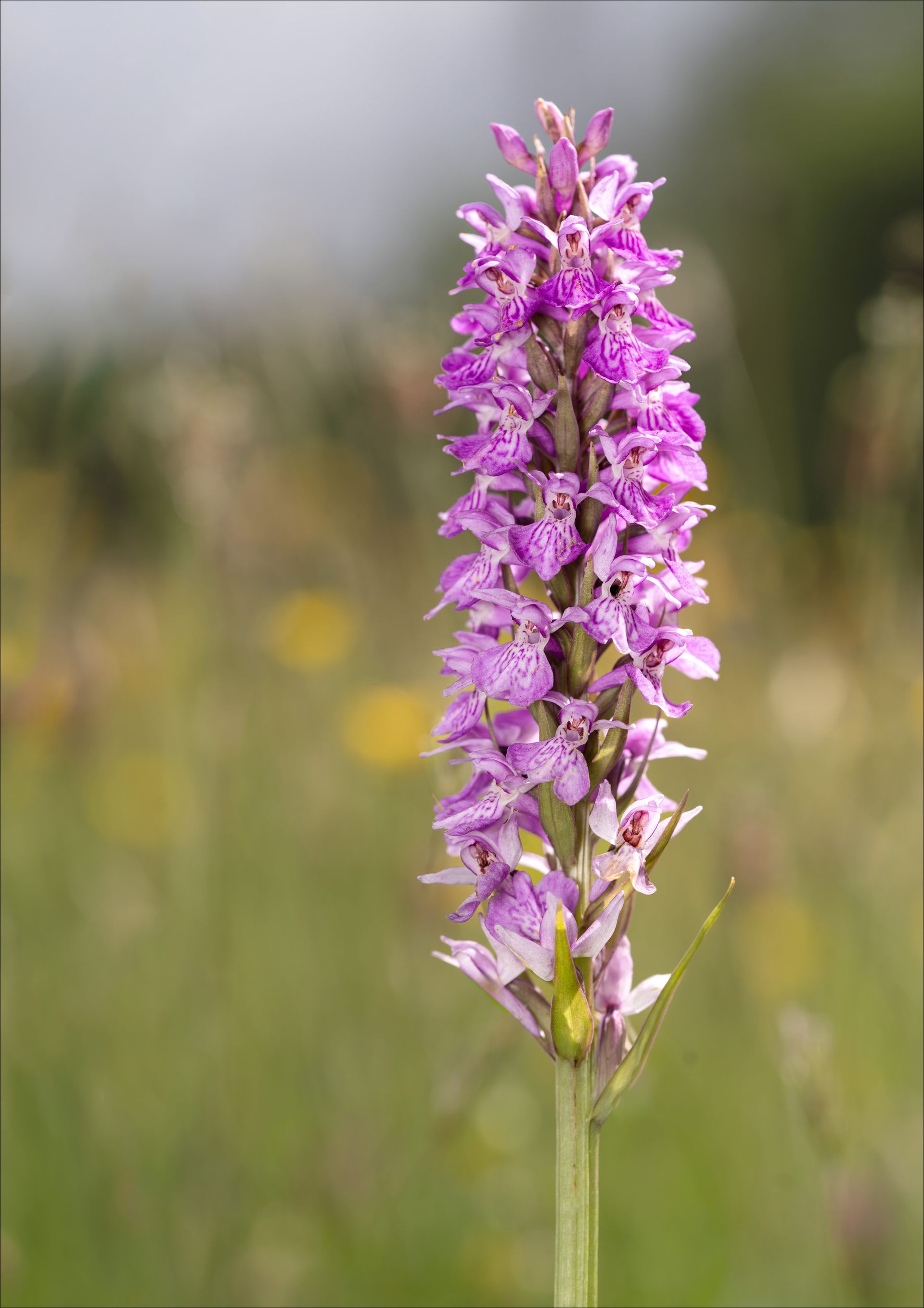 A Wild Orchid In The Meadow Jigsaw