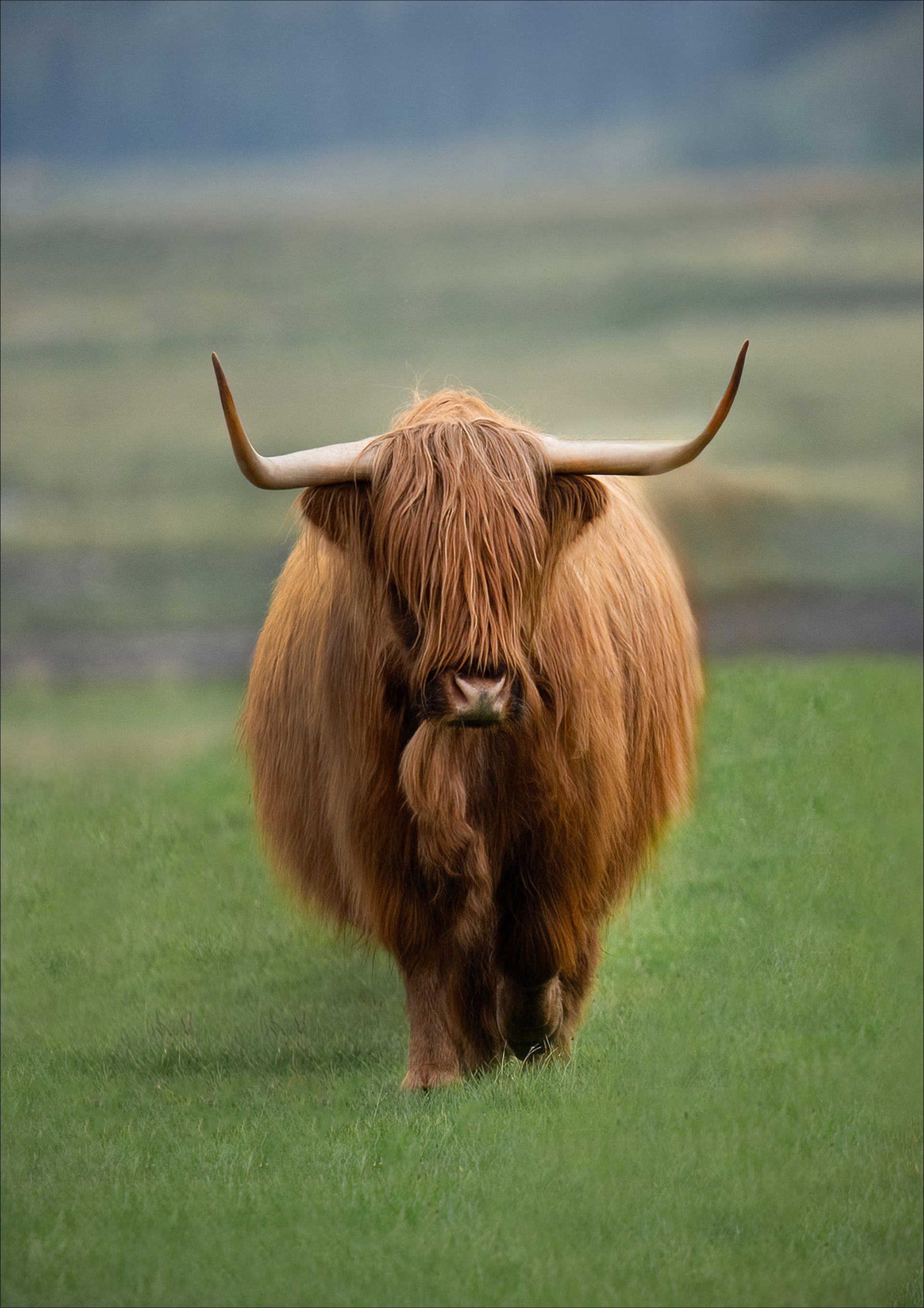 Highland Cow Jigsaw