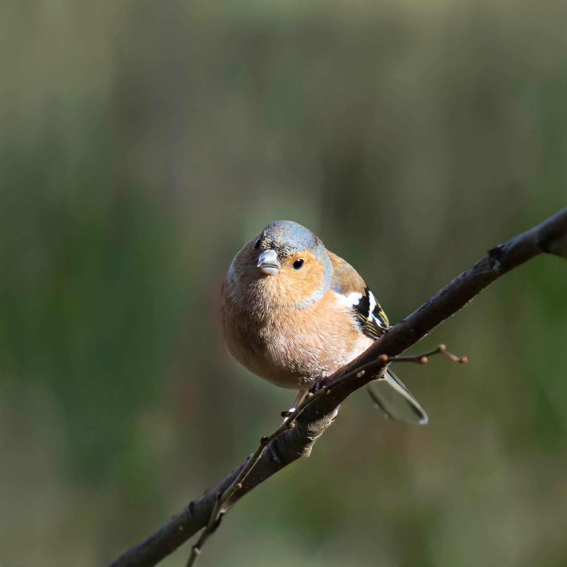 Textured Wooden Coaster With a Chaffinch