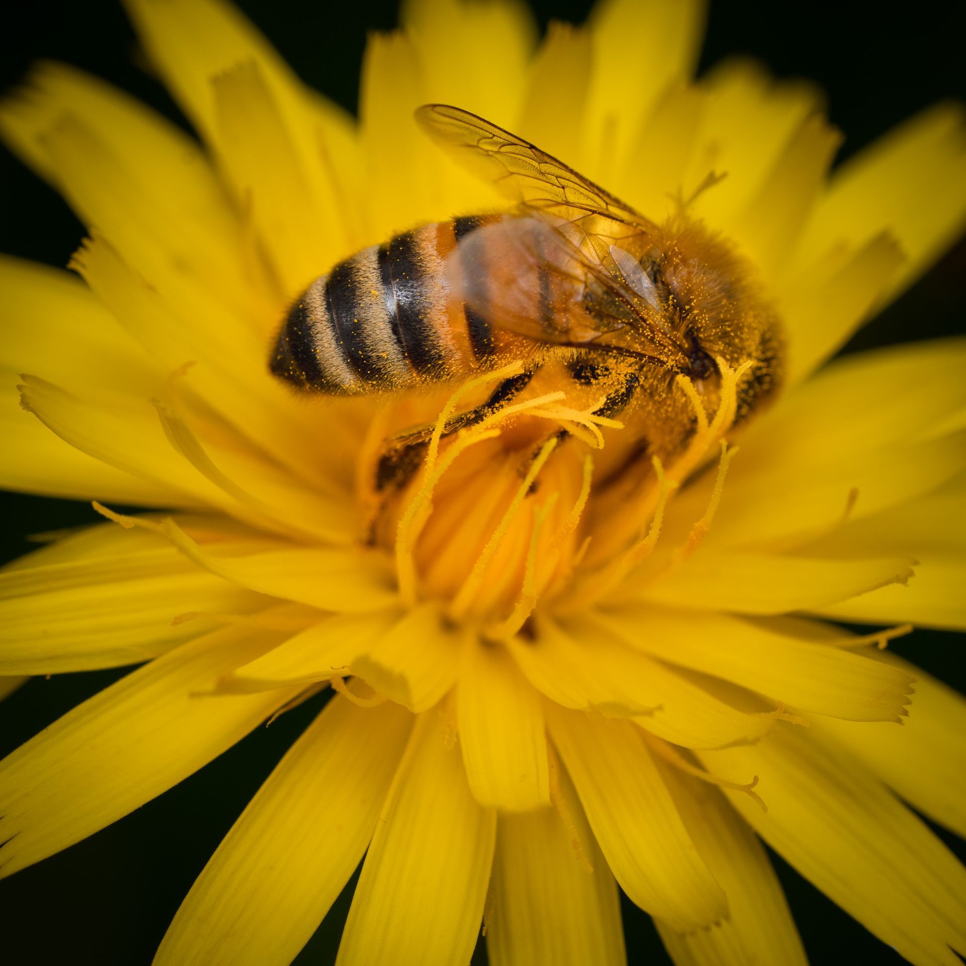 Textured Wooden Coaster With A Wasp Collecting Nectar