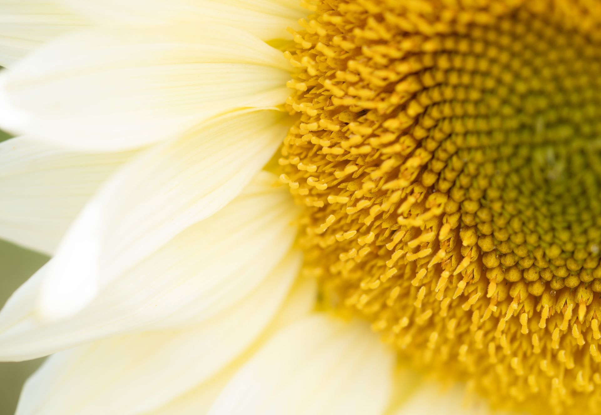 Sunflower Print