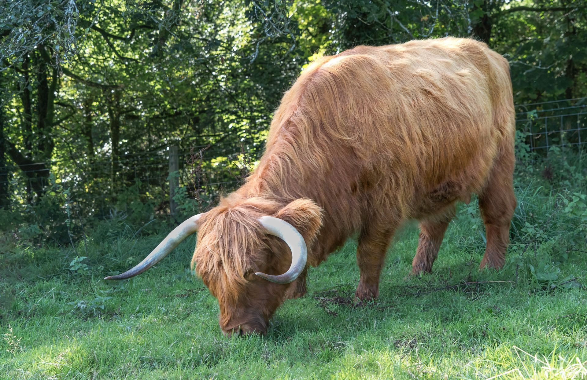 Golden Highland Cow Print