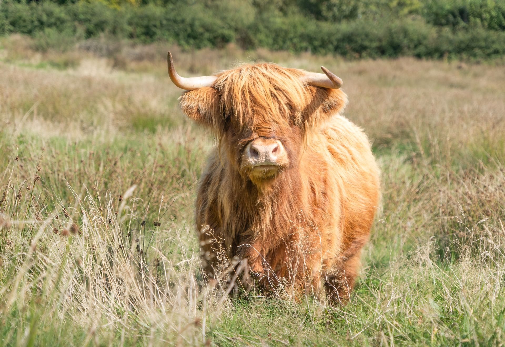 Highland Cow Print