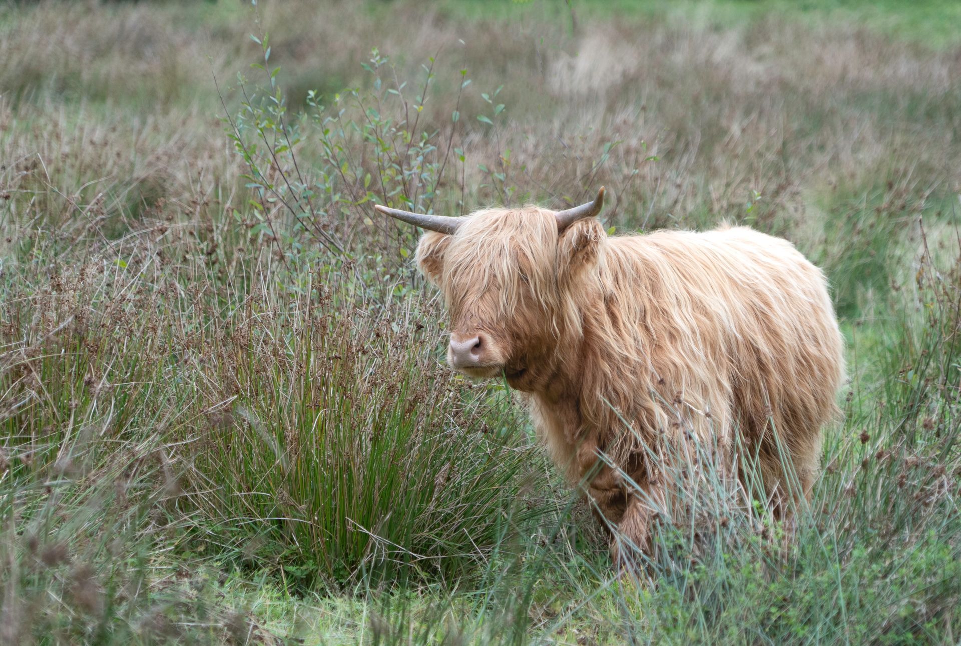 Highland Cow In The Reeds Print