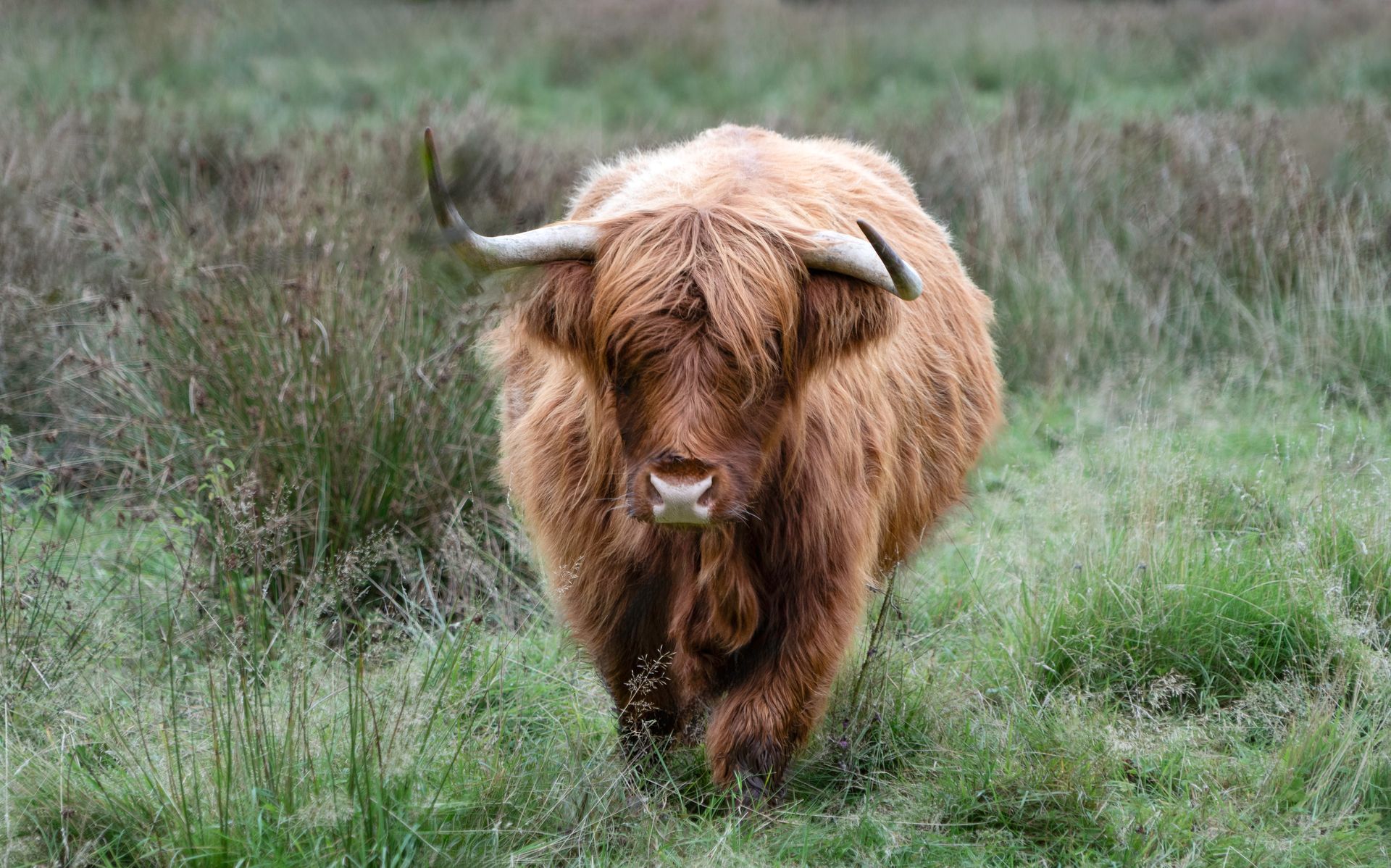 Female Highland Cow Print