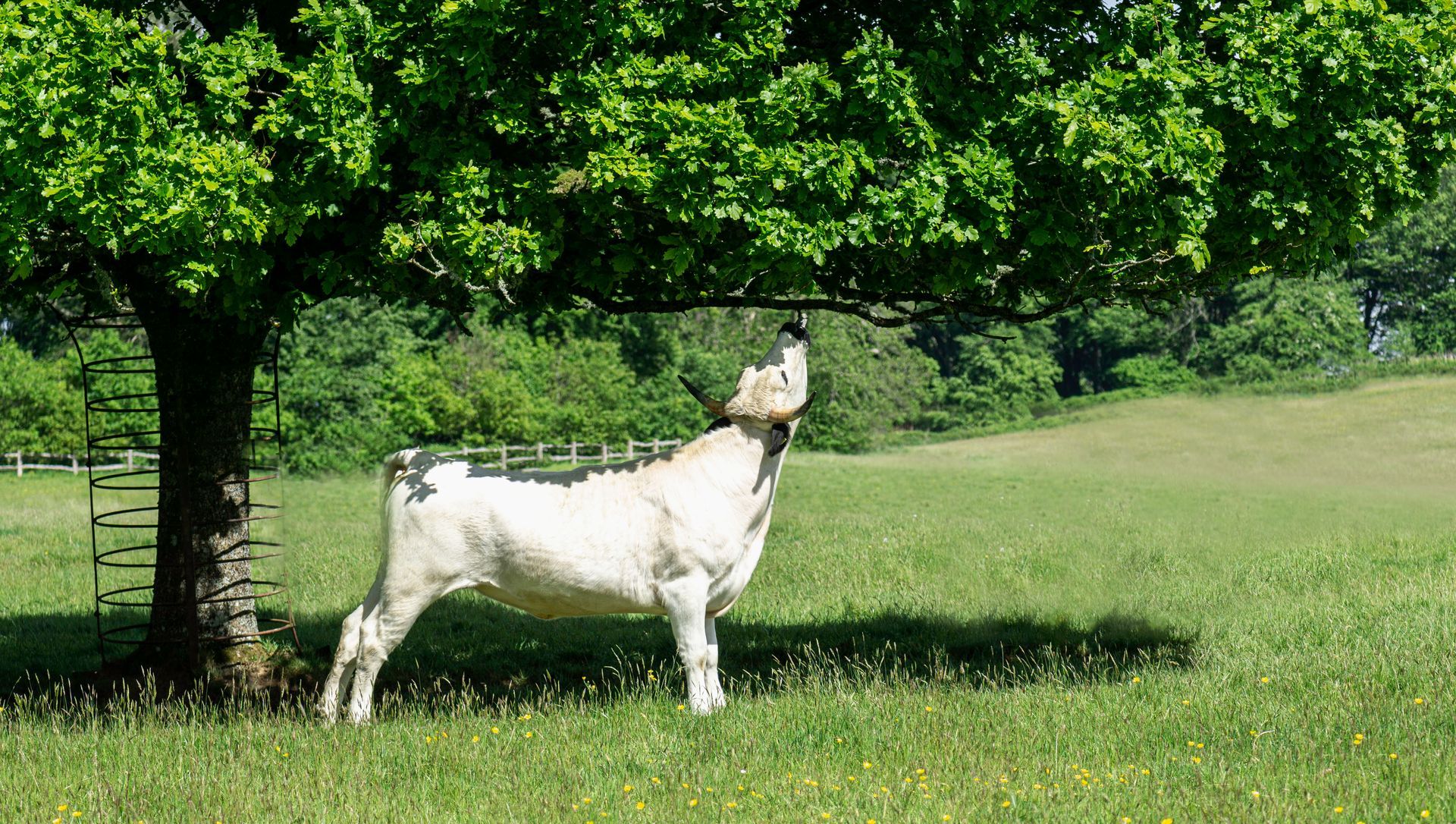 White Park Cow Reaching For Food Print