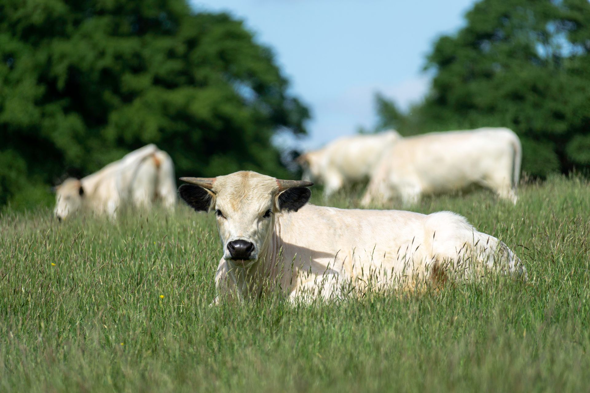 White Park Cattle Print