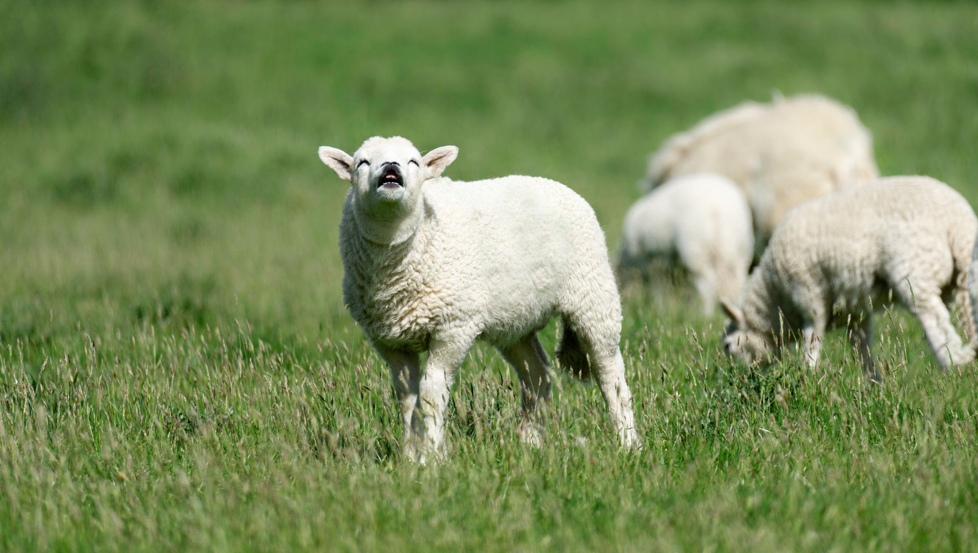 Cheeky Lamb Print