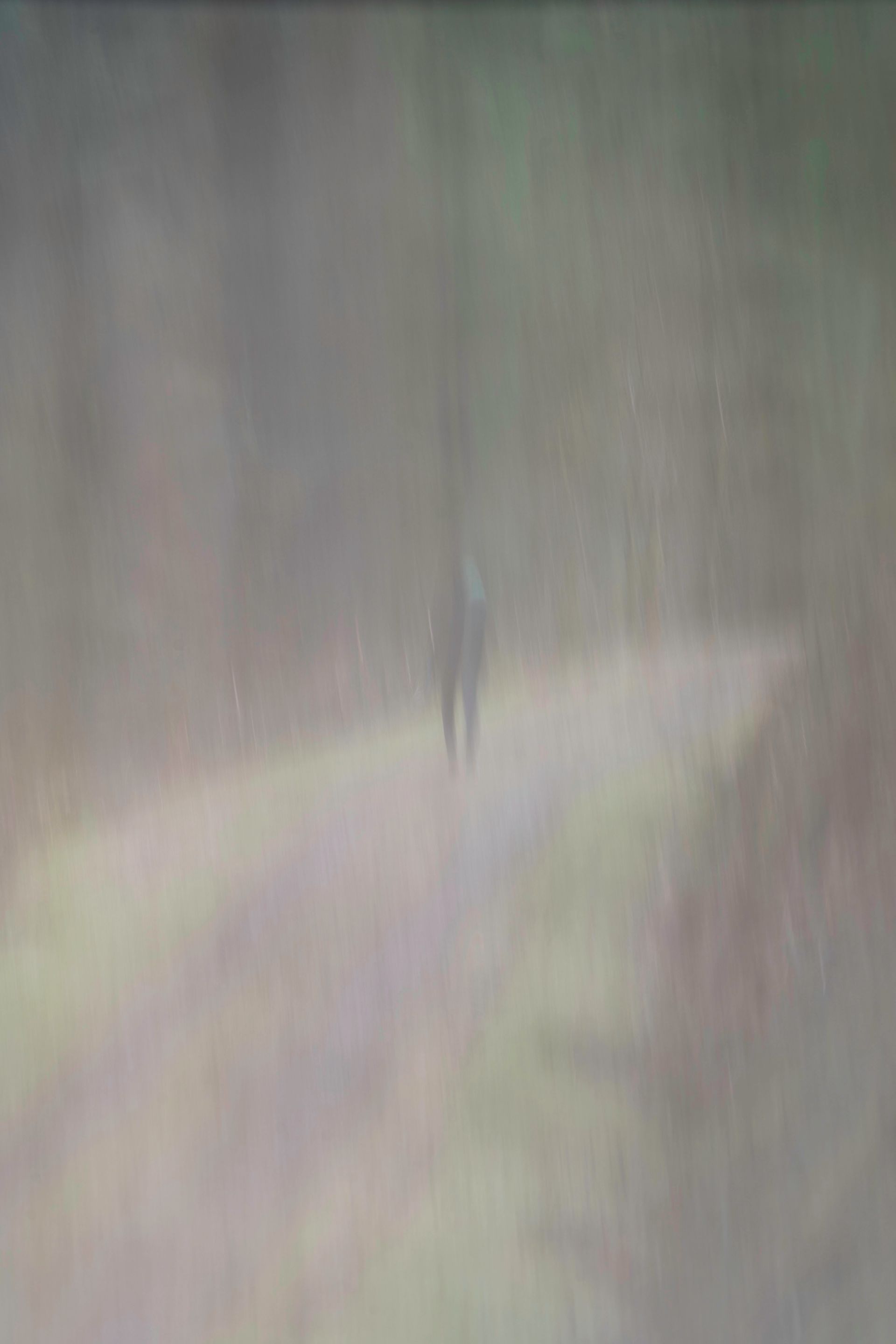 Through the Forest: A Blurry Journey of Motion
