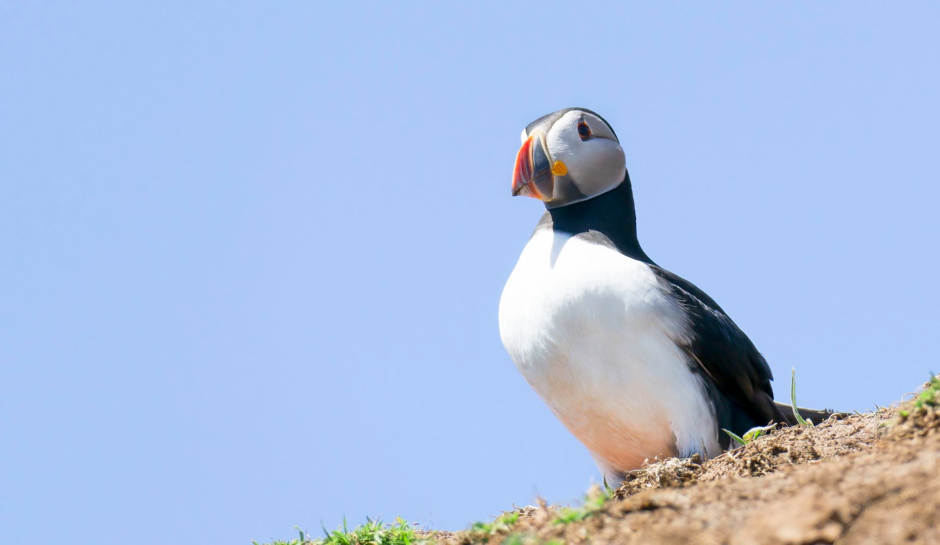 Puffin Surveying Its Territory Print