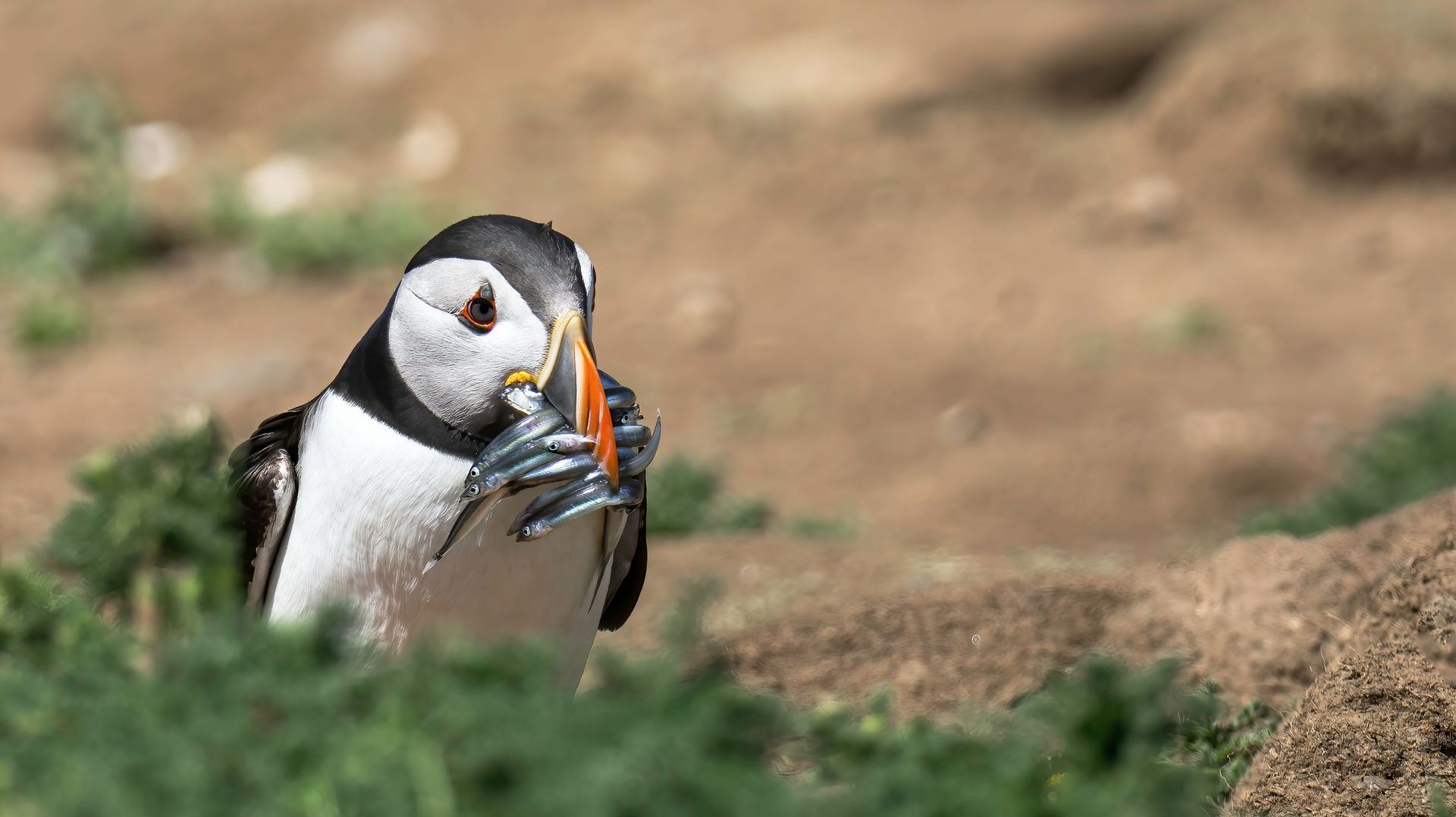 Puffin With Sand Eels Print