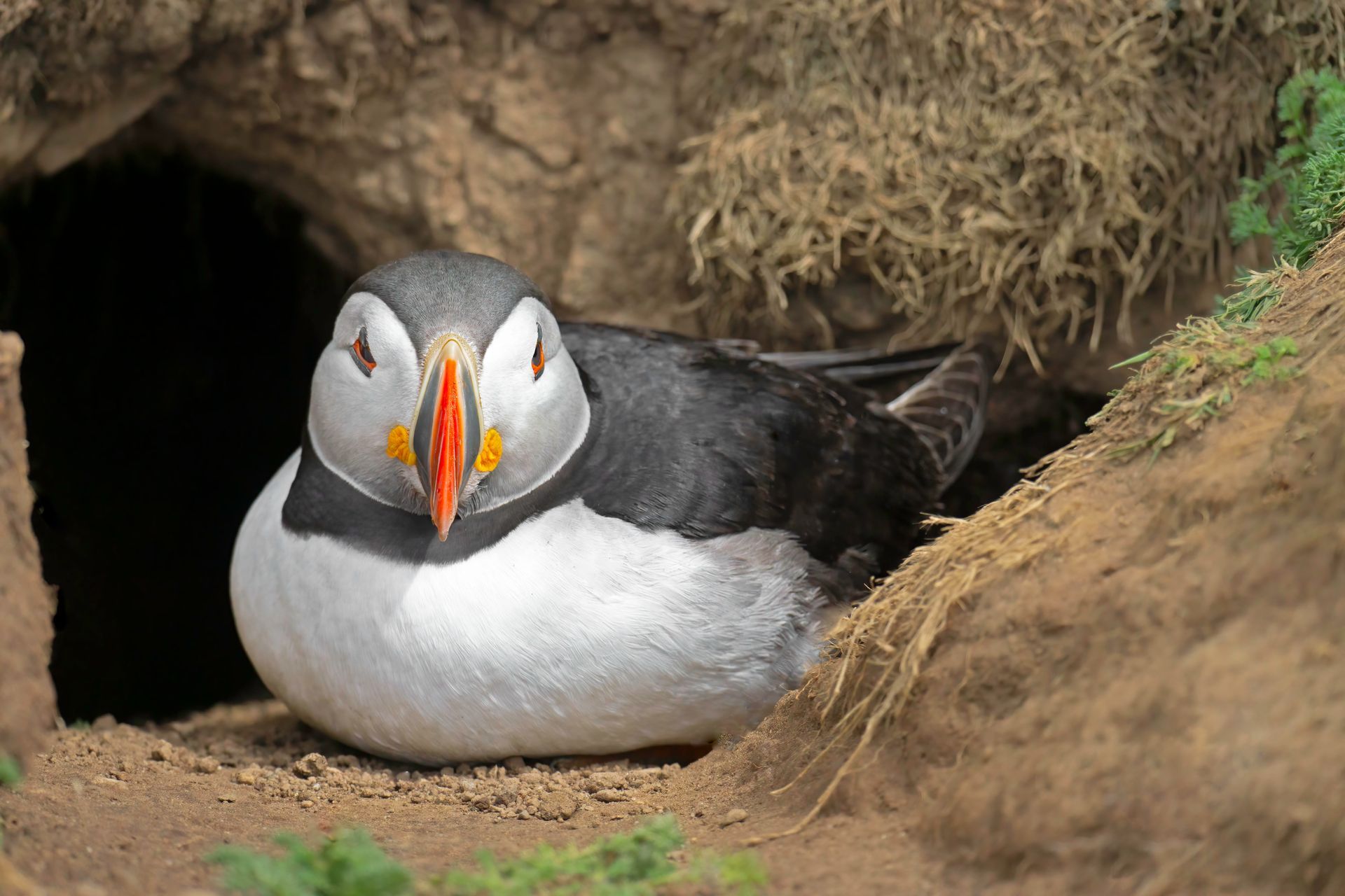 Puffin Sitting Outside Its Burrow Print