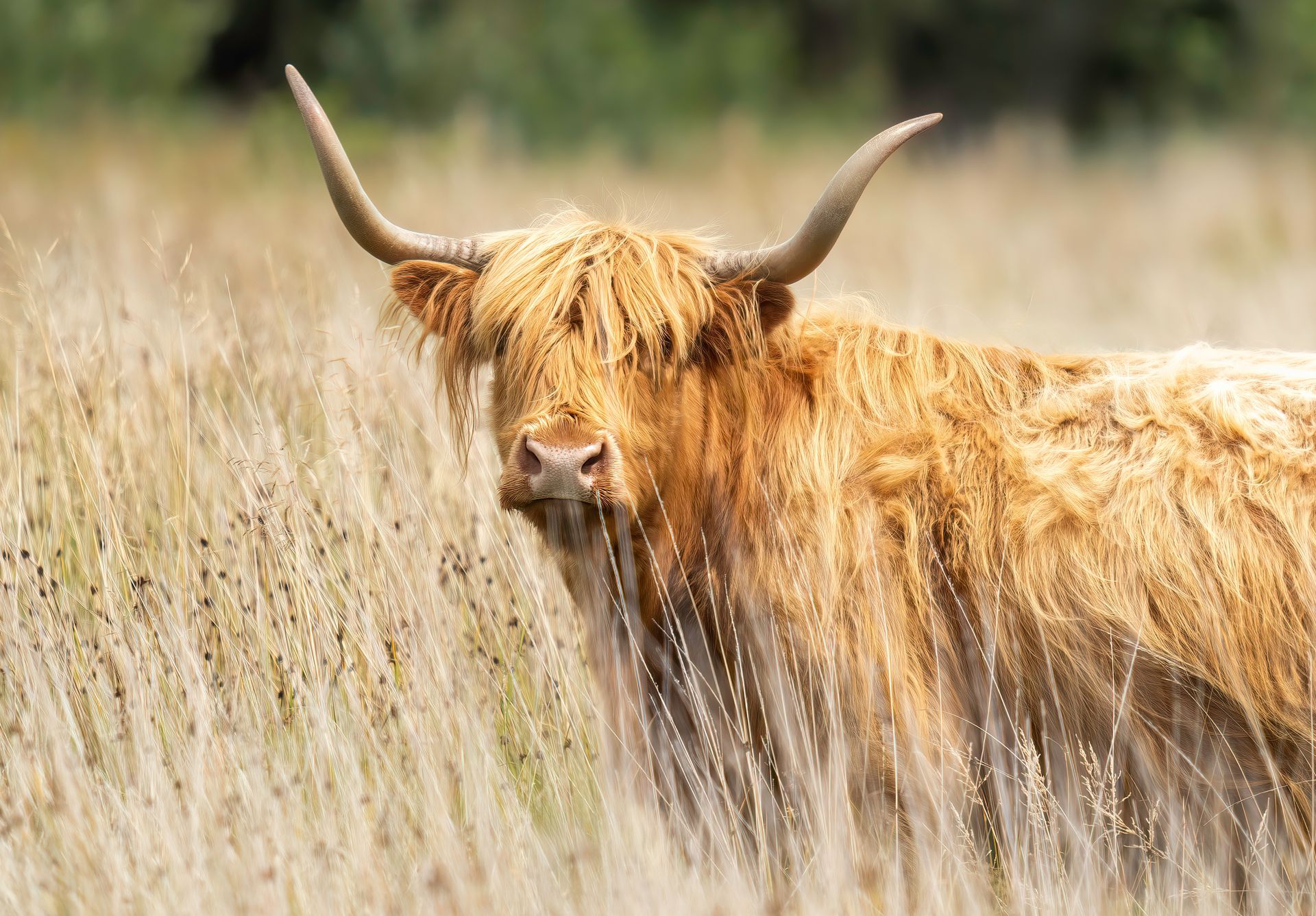 Regal Highland Cow in the Field