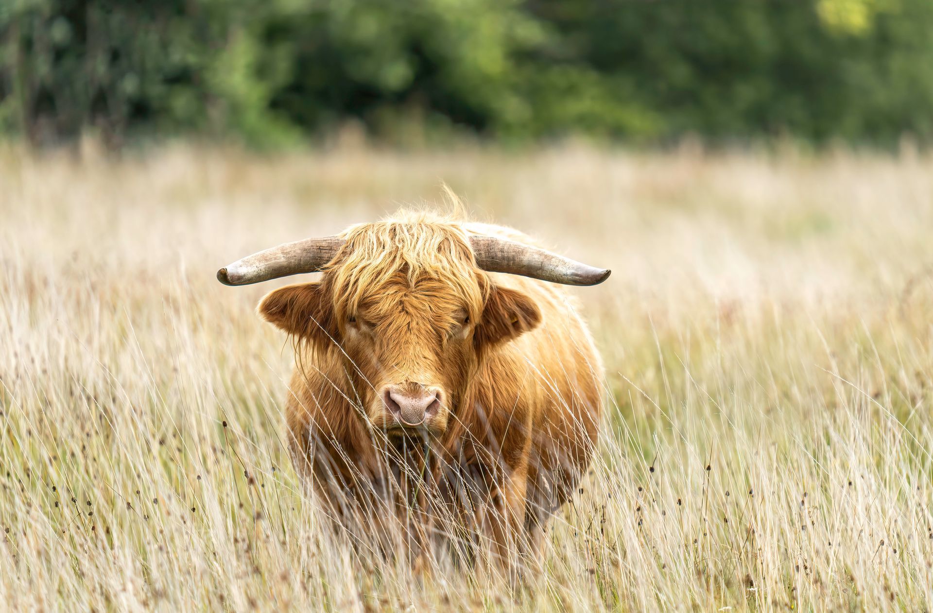 Highland Bull Print