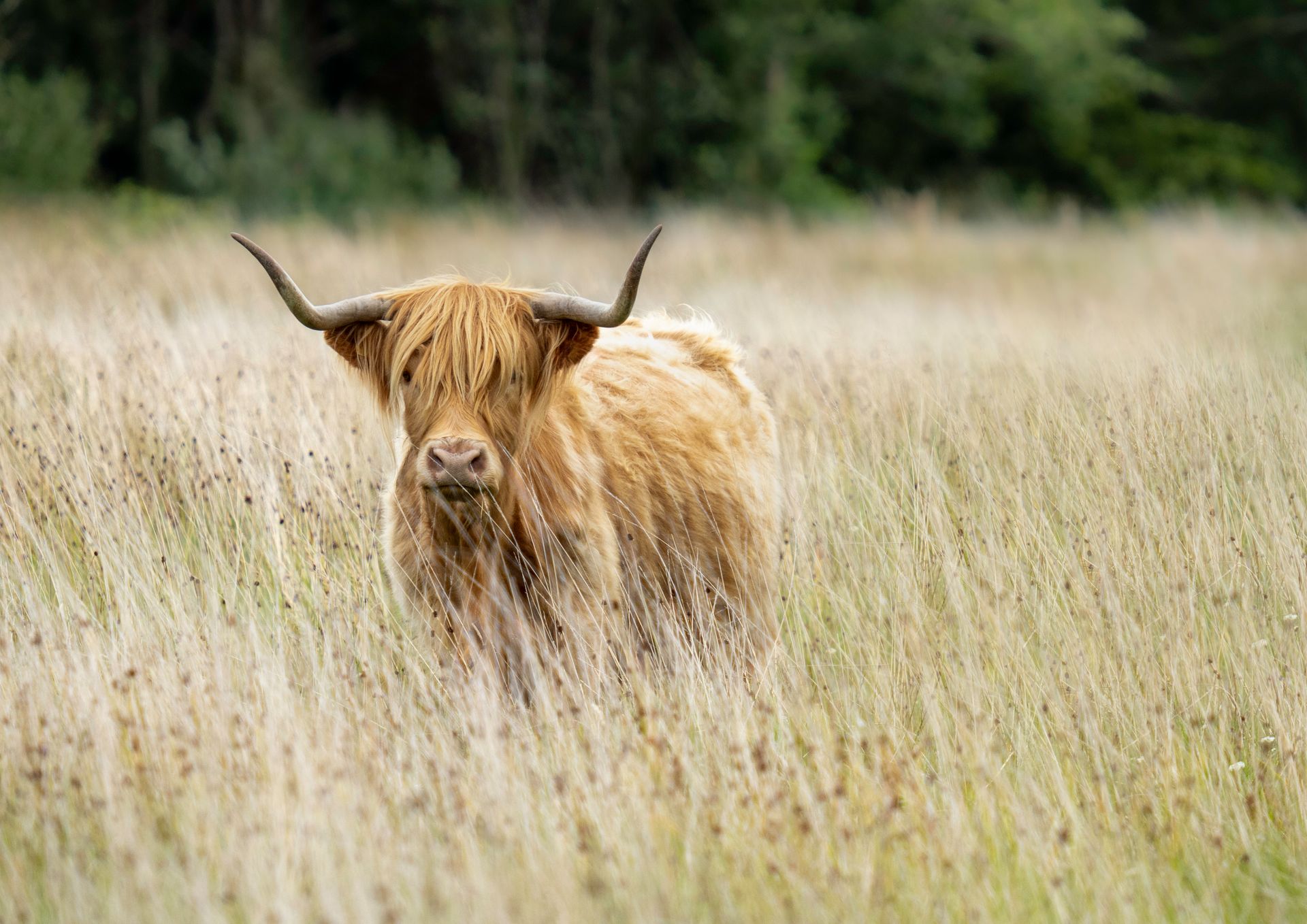 Majestic Highland Cow in Golden Field