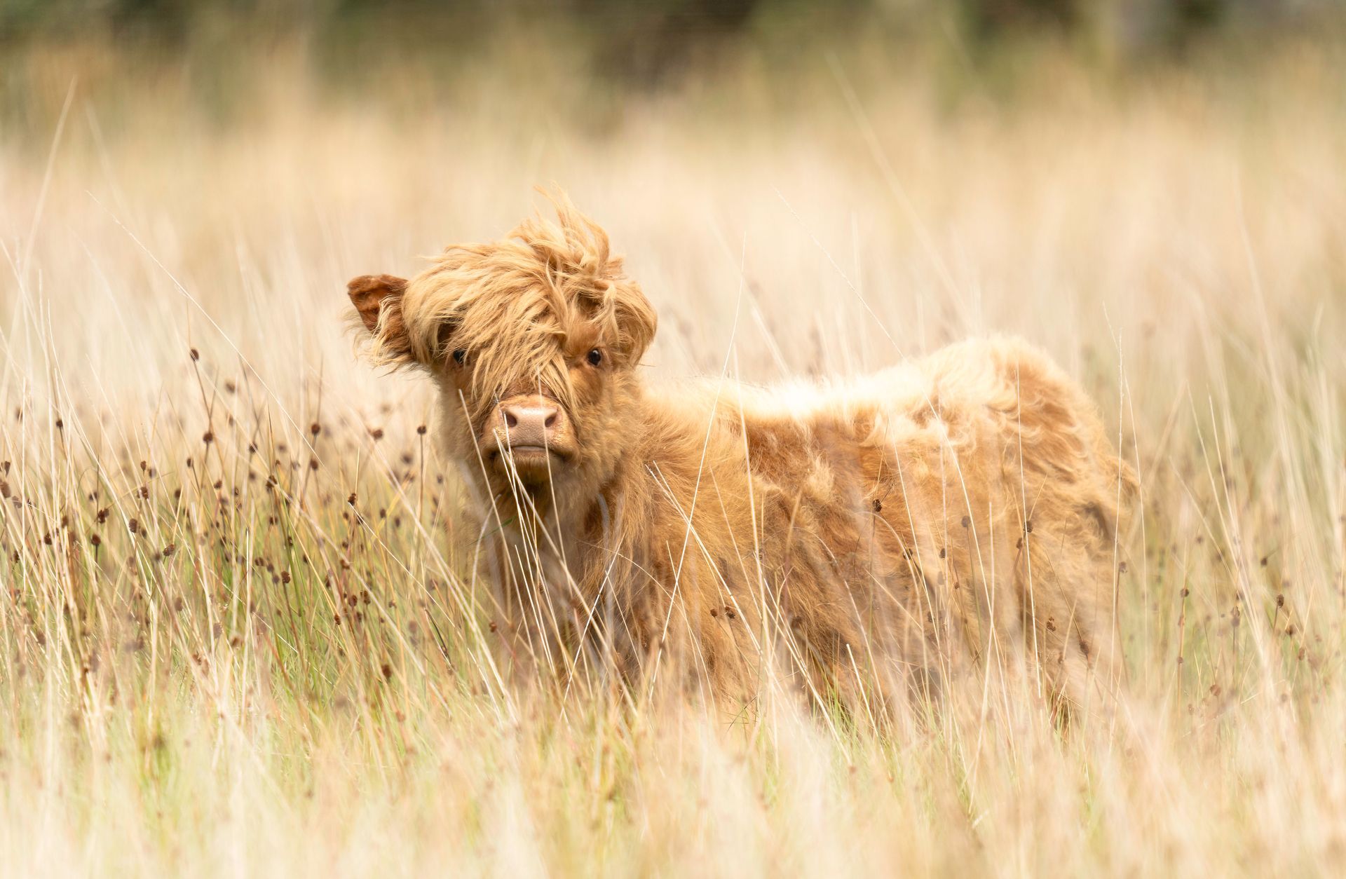 Young Highland Calf in the Meadow