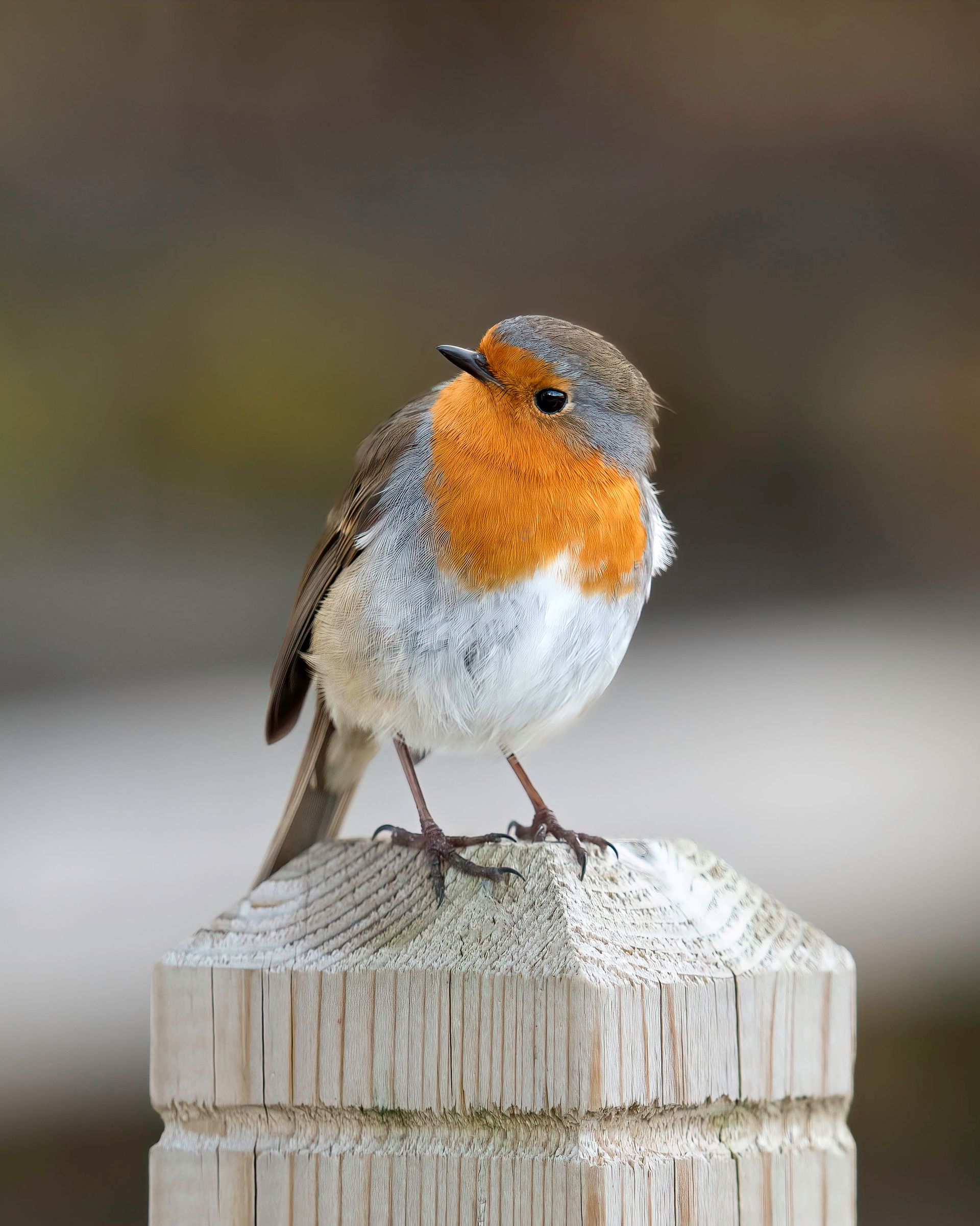 Robin Print