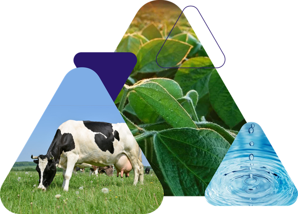 Oceana Minerals: Soluções Sustentáveis com Algas Lithothamnium para Nutrição Animal, Vegetal e Tratamento de Água