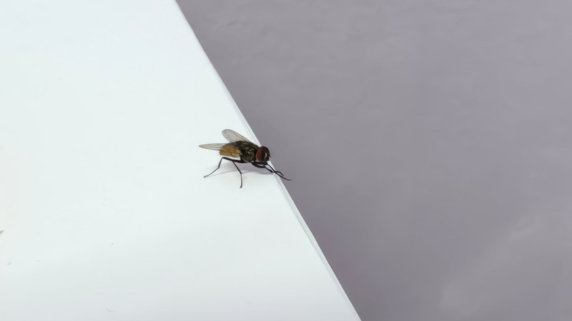 A fly perched on the edge of a white surface, with a gray background.