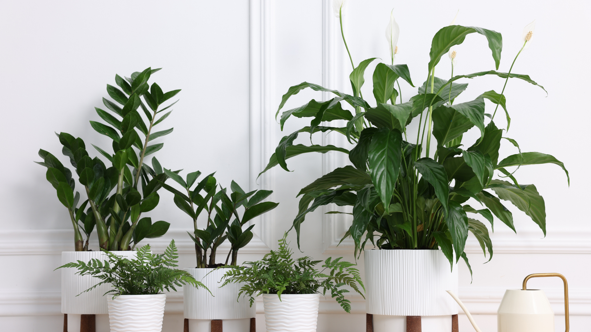 Four indoor potted plants of varying heights, including a peace lily and ferns, in textured white planters on a shelf.