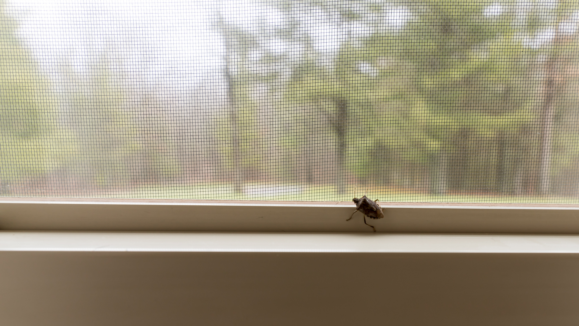 Small bee on a window sill in front of a mesh screen and blurred trees outside