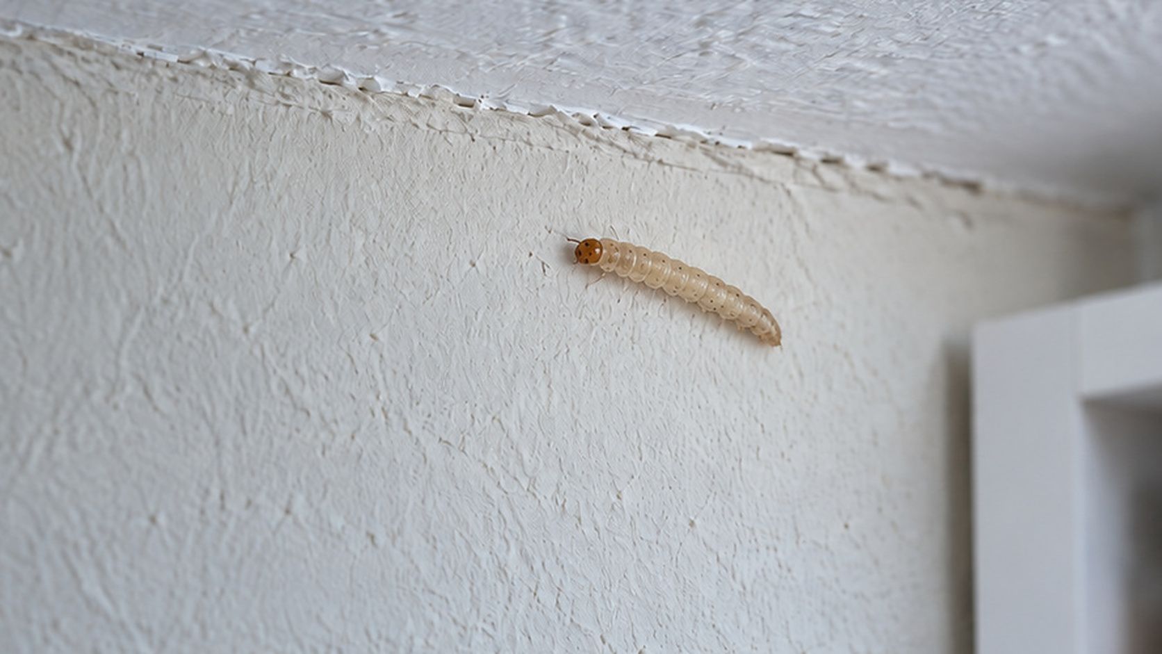 Cracked white ceiling corner with a loose beige trim piece near a cabinet