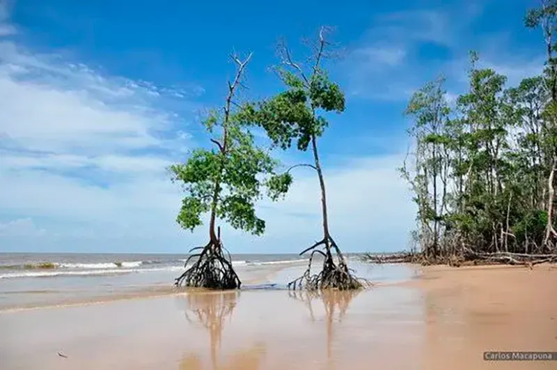 Duas árvores de mangue com raízes aéreas expostas, em pé numa praia arenosa sob um céu azul brilhante.