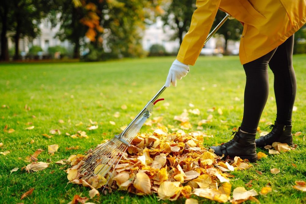 Seasonal Clean Up