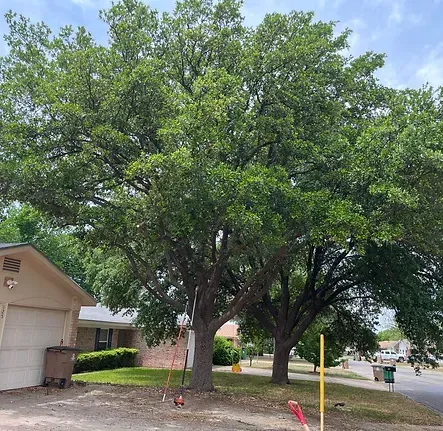 A large tree is in front of a house in a residential area.