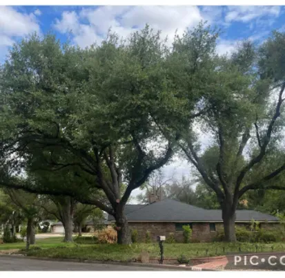 A house with a lot of trees in front of it