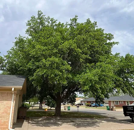 A large tree with lots of leaves is in front of a brick house.