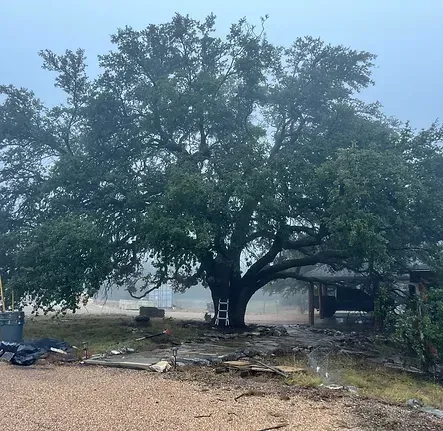 A large tree with lots of leaves in front of a house