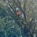 A red bird is perched on a tree branch.