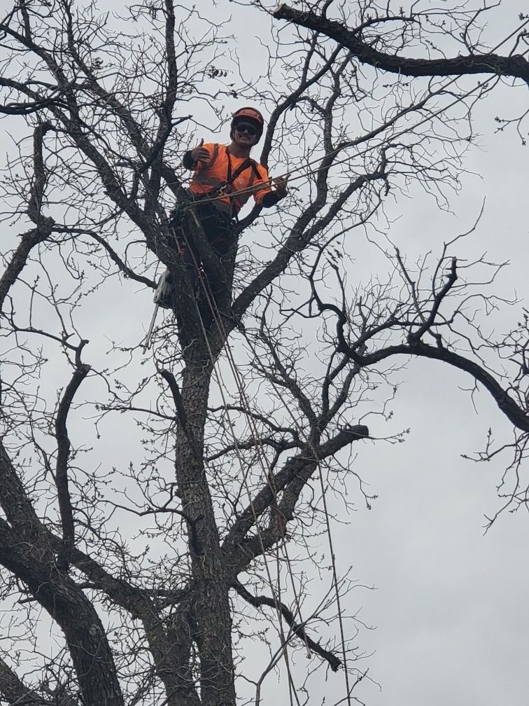 A man is standing on top of a tree with a chainsaw.