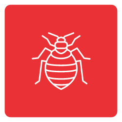 Bed-Bug-Icon-Mobile