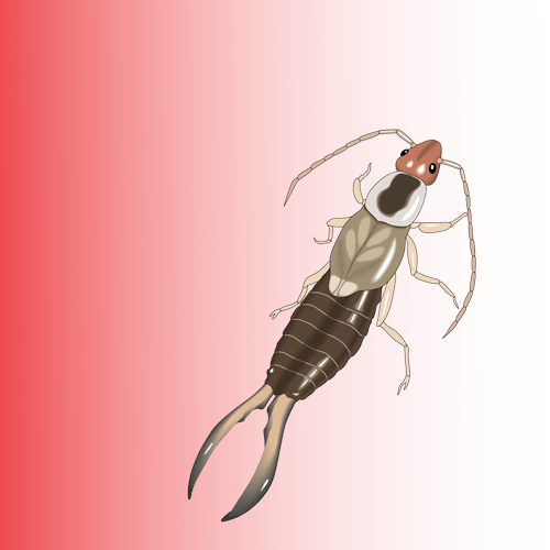 Earwig-Cartoon