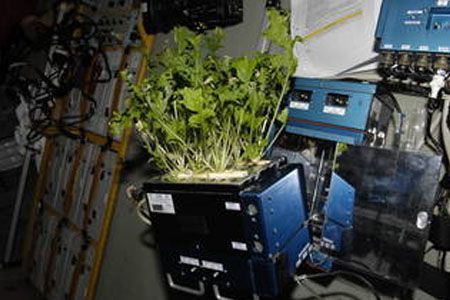 A plant is growing in a container in a room.