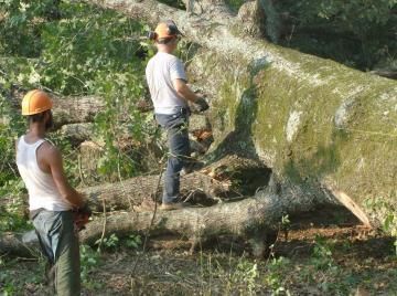cutting tree
