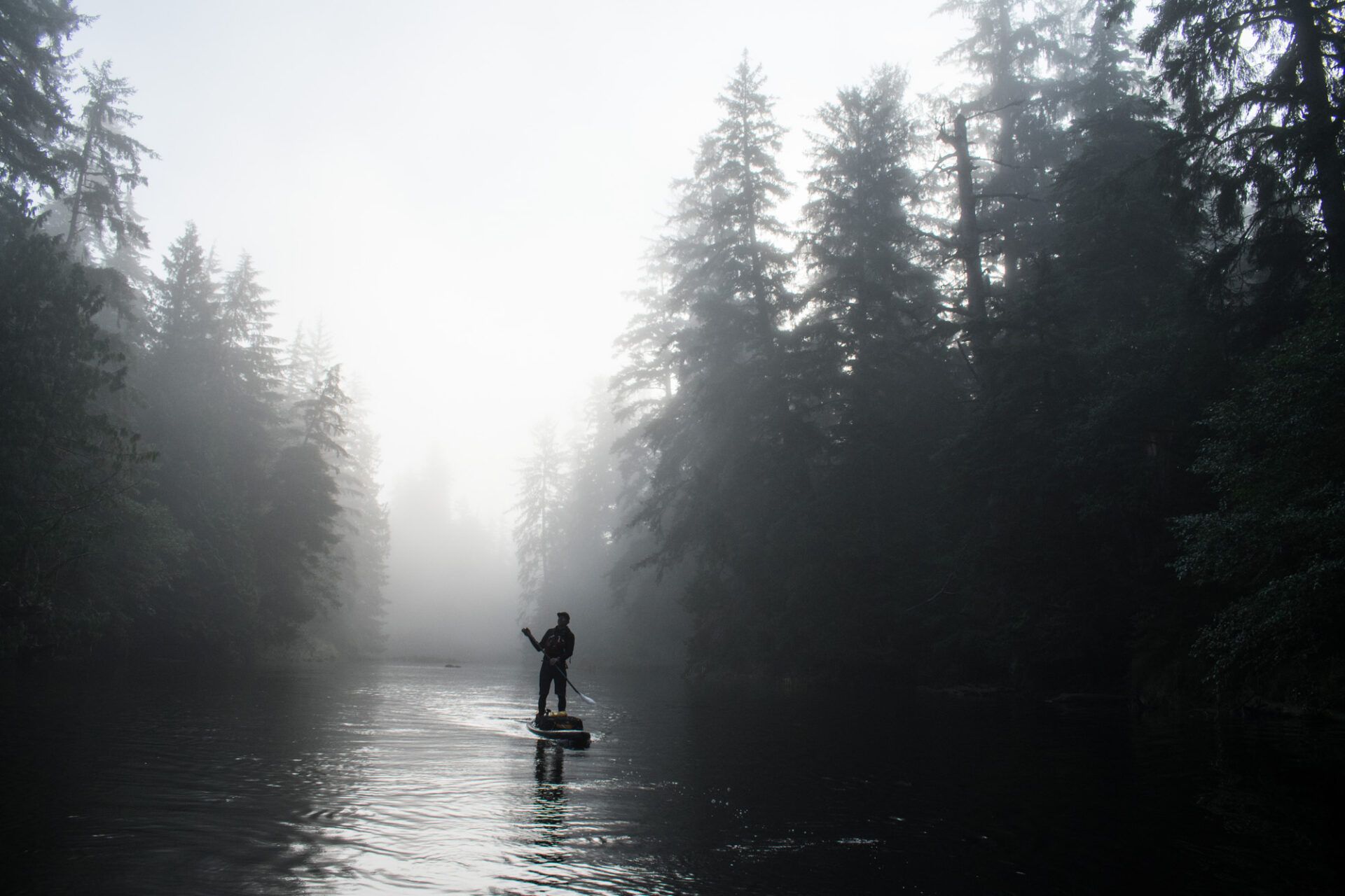 Person paddleboarding on a misty river surrounded by tall trees